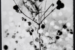 Bronze Medal in the Still Life category of the B&W IPA 2026